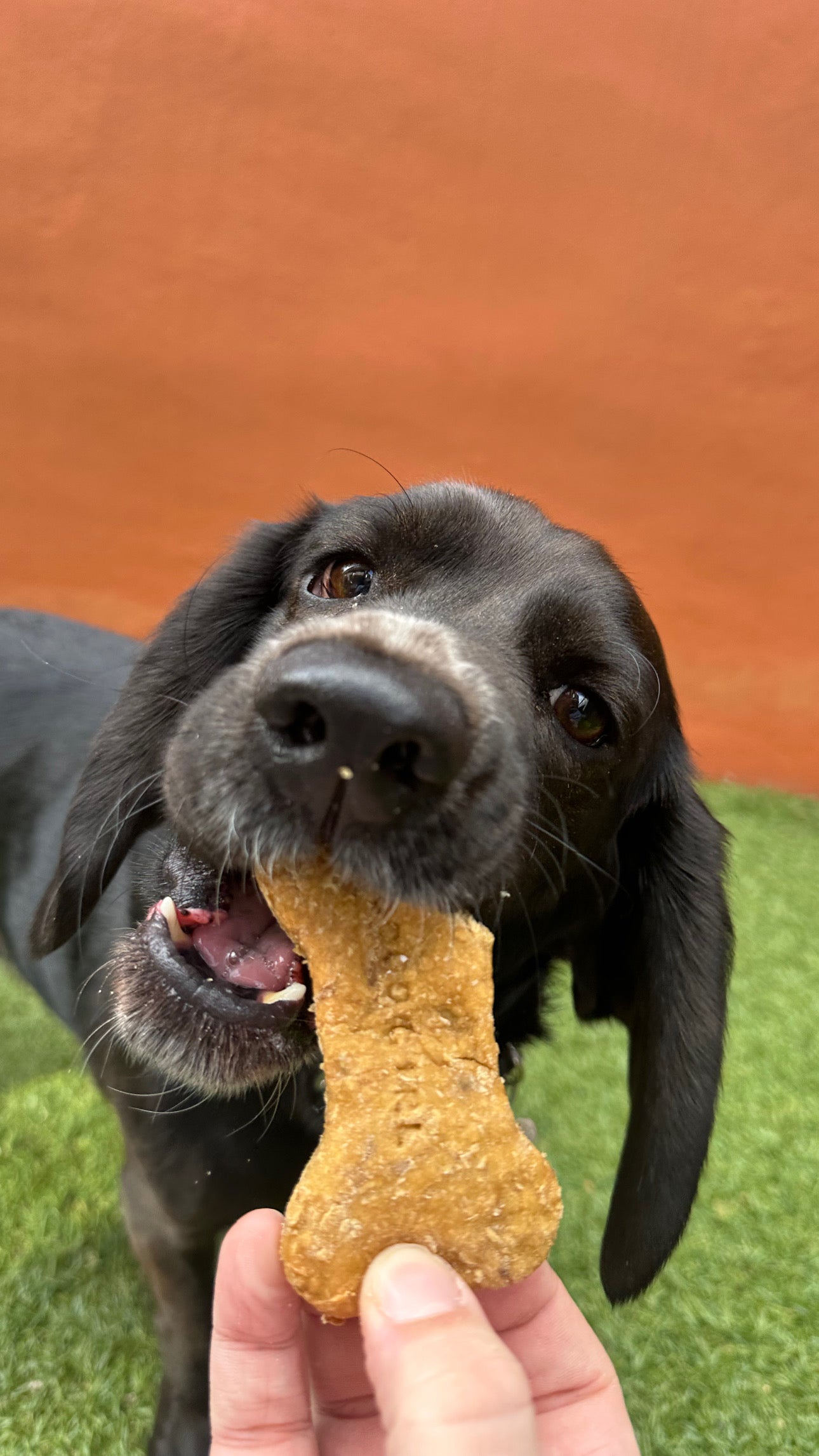 Chewy Chomp Cookies