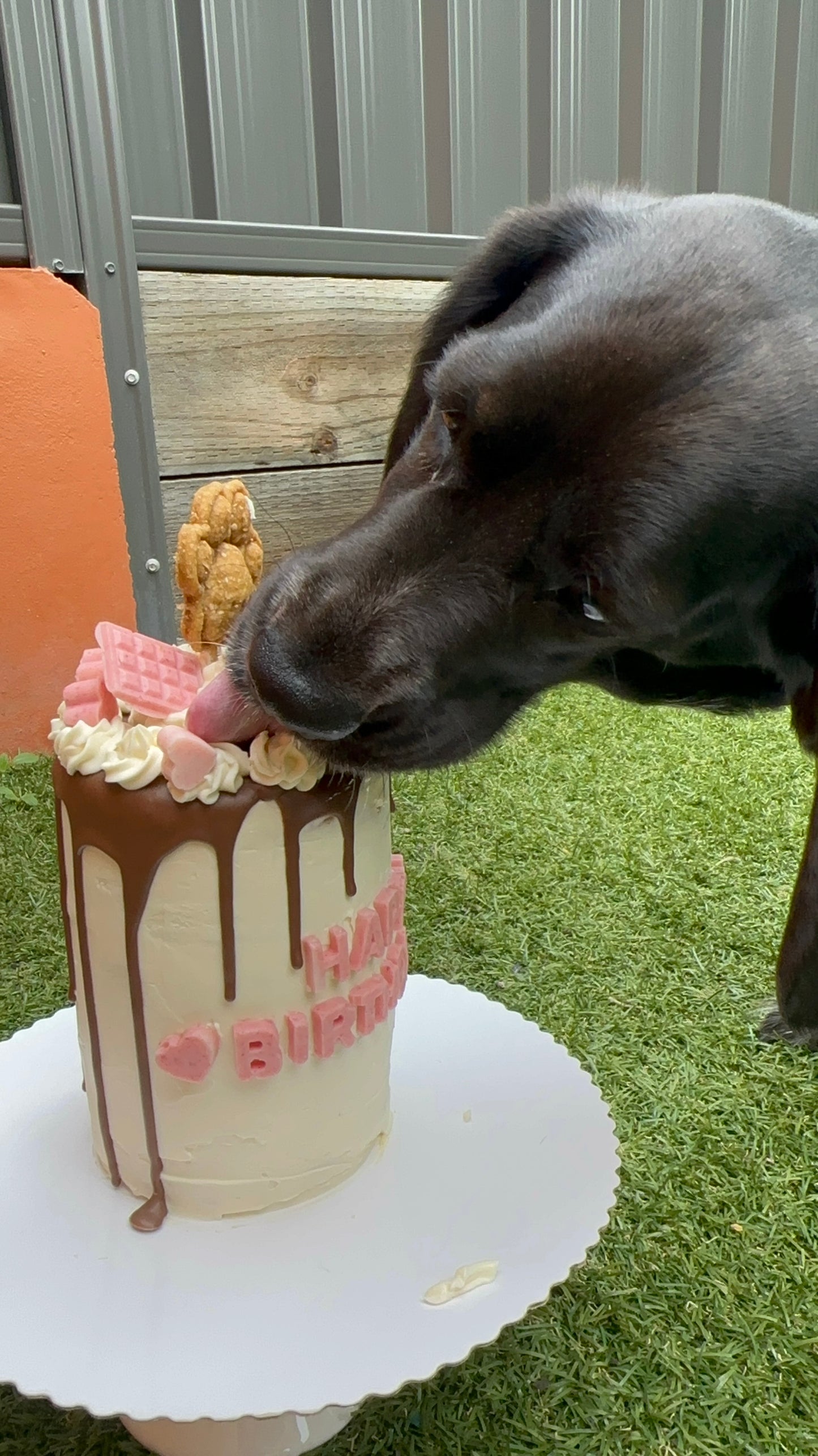 RD PawBakery Cake