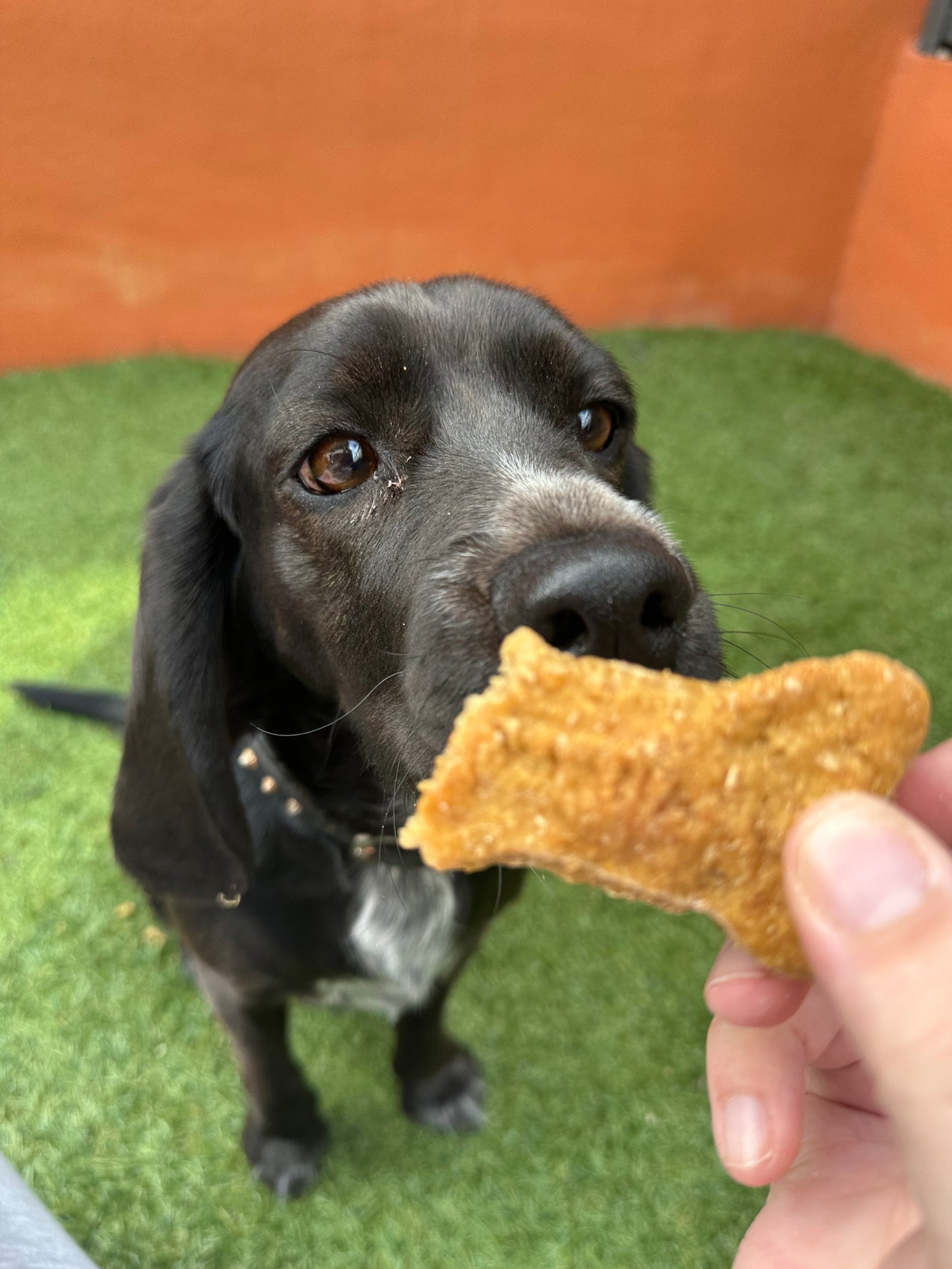 Chewy Chomp Cookies
