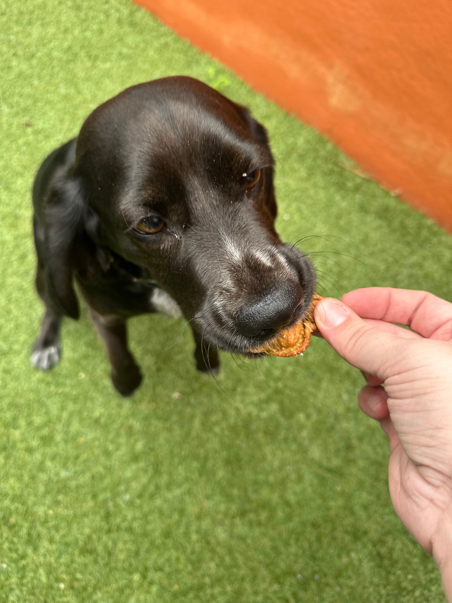 Chewy Chomp Cookies