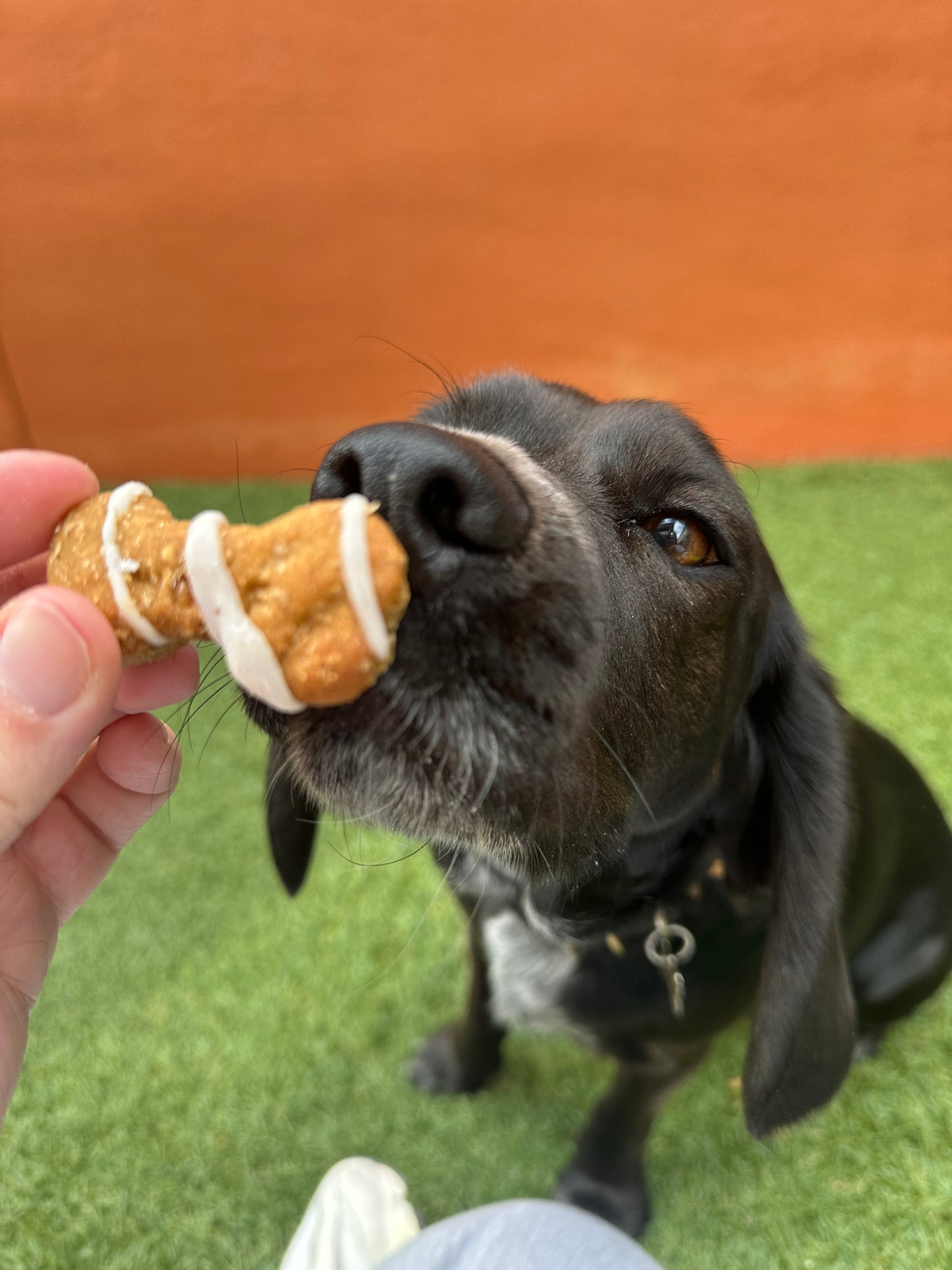 Chewy Chomp Cookies