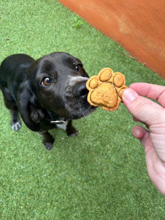 Chewy Chomp Cookies