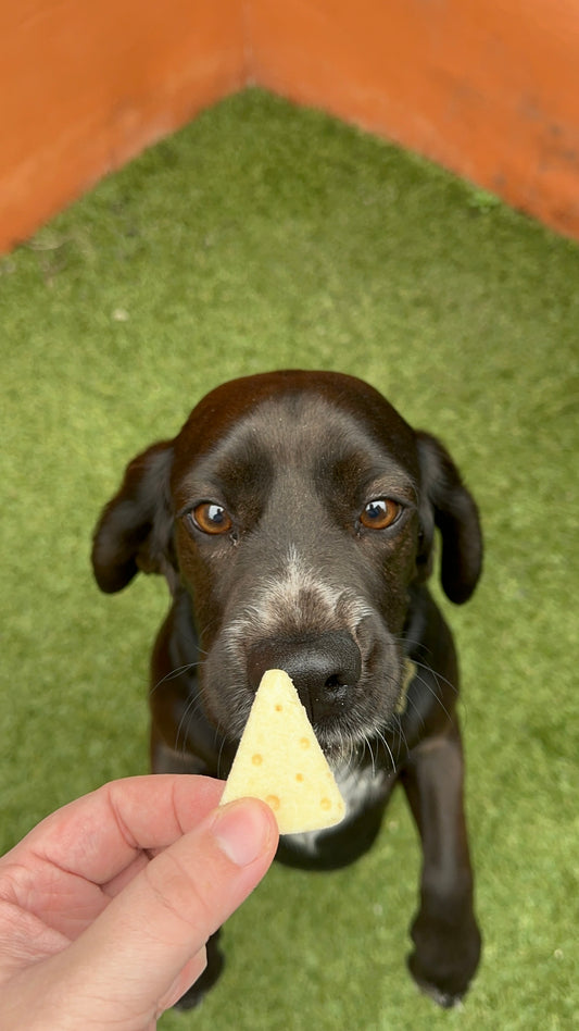 Pawbiotics Bites